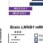 An oligodendrocyte silencer element underlies the pathogenic impact of lamin B1 structural variants