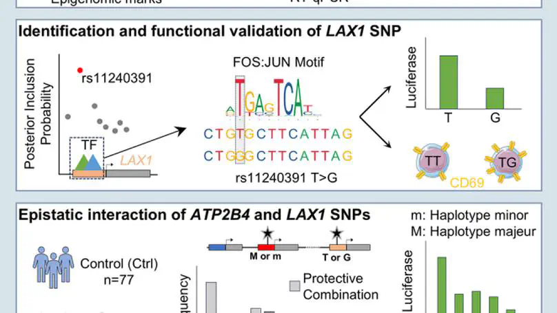 Unraveling an enhancer-silencer regulatory element showing epistatic interaction with a variant that escaped genome-wide association studies