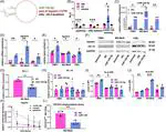 Unconventional microRNA role: Enhancing the human leukocyte antigen class I antigen processing pathway via interacting with a silencer